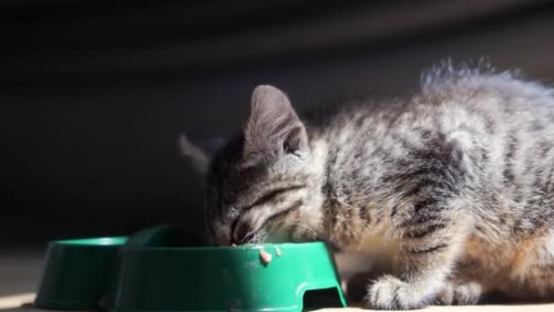 Pequeno gatinho cinza tabby come comida de gato em casa a partir de tigela verde de plástico. Comida molhada, seca ou enlatada para gatos. Dieta nutricional para animais domésticos. — Vídeo de Stock