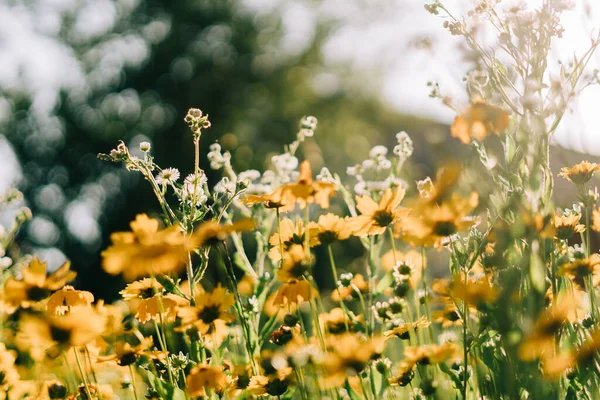 Feche a foto de flores de campo selvagens. estilo de vida sustentável significativo . — Fotografia de Stock