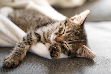 Sevimli küçük tekir kedicik kanepede ve beyaz battaniyede uyuyor. Şirin yavru kedi sıcak bir günde rahatlıyor. Tüylü kedi arkadaş