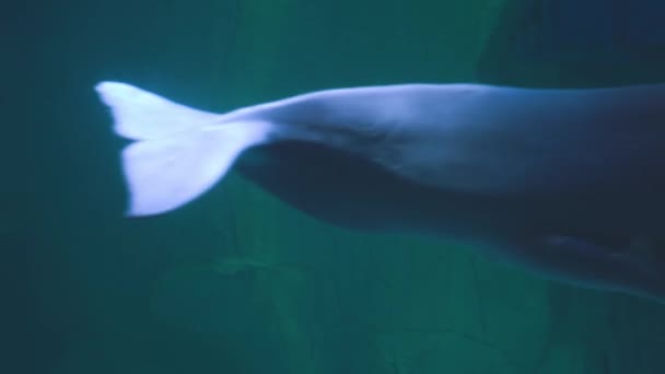 Beluga-Wale unter Wasser. Rear Wildlife Tier. Meerestiere. — Stockvideo