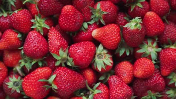 Erdbeere Ansicht Hintergrund. Sommerliches Essverhalten. Rohe Beeren aus frischem Anbau. Konzept für gesunde Ernährung. Roher Fooddismus. — Stockvideo