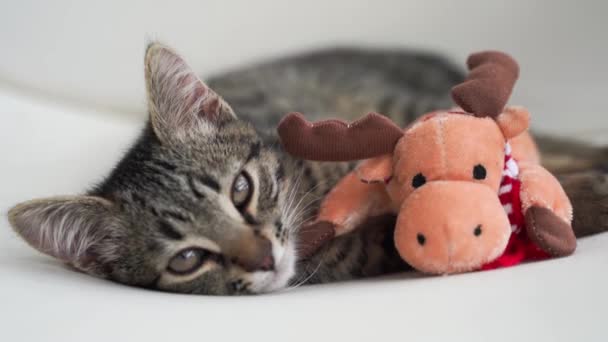 Tabby graues Kätzchen spielt mit Hirsch Weihnachten Plüschtier. Weihnachtszeit für Katzen. Winterurlaub zu Hause. Lustiges Tier-Neujahr — Stockvideo