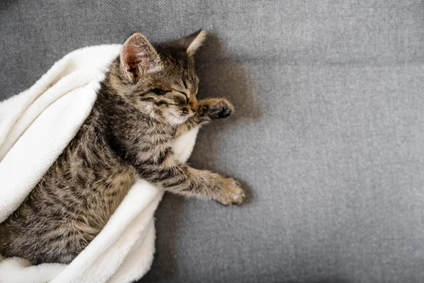 Cute little tabby grey kitten sleeping on the sofa and white blanket. Cute baby cat relax on cozy warm day. Furry feline friend — Stock Photo, Image