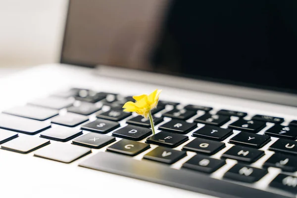 Laptop tastatură cu flori galbene în creștere pe ea. Green IT computing concept. Tehnologie eficientă din carbon. Sustenabilitate digitală — Fotografie, imagine de stoc