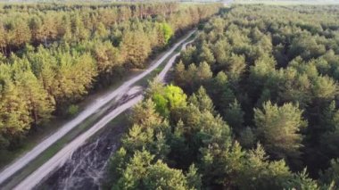 Yeşil Orman 'ın havadan görünüşü. Kozalaklı Ormanın Doğal Arkaplanı. Drone View. Kuş Gözü Manzarası. Yaz akşamında yüksek tavır sergilemekten en iyi manzara. Yerel sorumlu seyahat. Açık hava harika. 