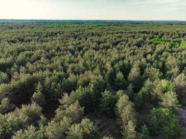 Yeşil Orman 'ın havadan görünüşü. Kozalaklı Ormanın Doğal Arkaplanı. Drone View. Kuş Gözü Manzarası. Yaz akşamında yüksek tavır sergilemekten en iyi manzara. Yerel sorumlu seyahat. Açık hava harika. 