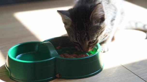 Küçük gri tekir kedi yavrusu evde plastik yeşil kaseden kedi maması yiyor. Kediler için ıslak, kuru ya da konserve yiyecek. Evcil hayvanlar için beslenme diyeti. — Stok video