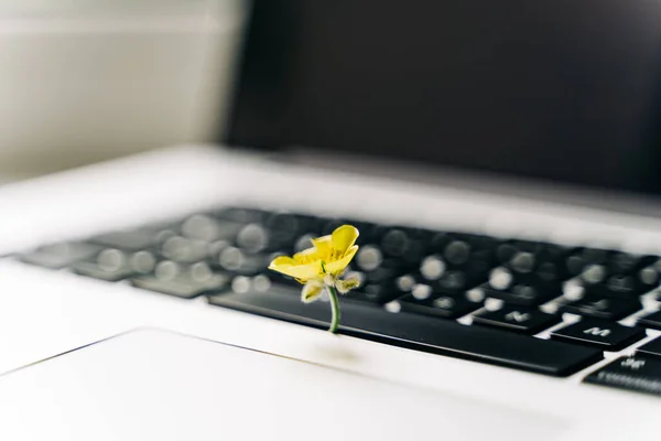 Laptop tastatură cu flori galbene în creștere pe ea. Green IT computing concept. Tehnologie eficientă din carbon. Sustenabilitate digitală — Fotografie, imagine de stoc