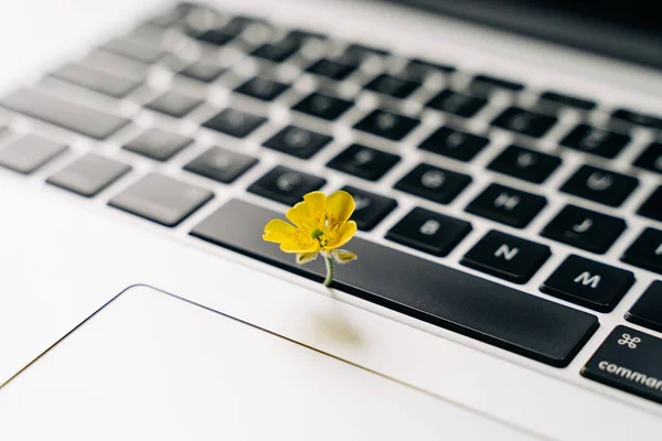 Laptop tastatură cu flori galbene în creștere pe ea. Green IT computing concept. Tehnologie eficientă din carbon. Sustenabilitate digitală — Fotografie, imagine de stoc