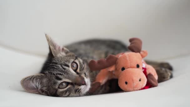 Tabby gris gatito juega con venado Navidad peluche juguete. Gato mascota temporada de Navidad. Vacaciones de invierno en casa. Animales divertidos Año Nuevo — Vídeos de Stock