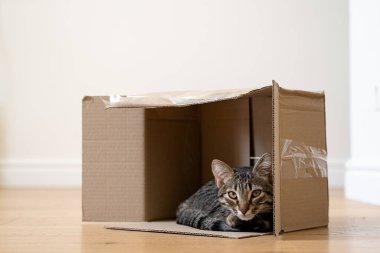 Yerde karton bir kutunun içindeki komik tekir kedi. Evcil bir arkadaşla paket. Güzel gözlü gri kedi yavrusu içeride oynuyor.