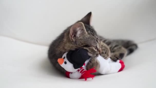 Tabby graues Kätzchen spielt mit Schneemann Weihnachten Plüschtier. Weihnachtszeit für Katzen. Winterurlaub zu Hause. Lustiges Tier-Neujahr — Stockvideo