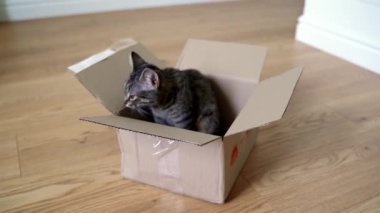 Yerde karton bir kutunun içindeki komik tekir kedi. Evcil bir arkadaşla paket. Güzel gözlü gri kedi yavrusu içeride oynuyor.