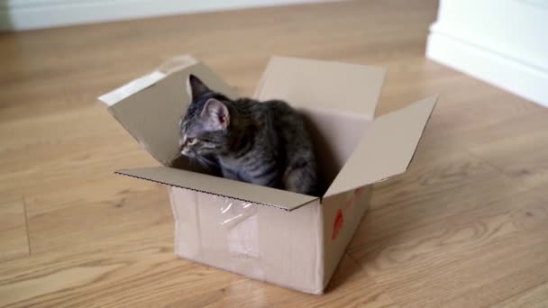 床にある段ボール箱の中の面白いタビー猫。ペットの友人と小包。グレー子猫とともに美しい目遊び室内 — ストック動画