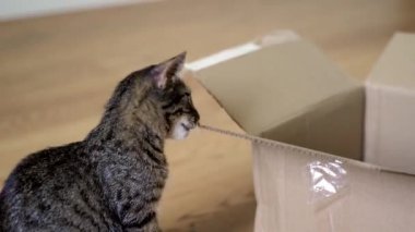 Tekir kedi yavrusu karton kutuyla oynar, onu ısırır ve kağıt yer. Avitaminoz, veteriner tıbbındaki element eksikliği 