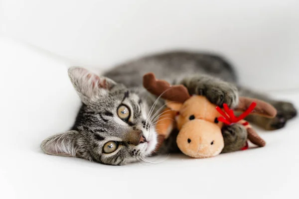 Tabby grey kitten plays with deer Christmas plush toy. Pet cat Christmas season. Winter holidays at home. Funny animal New Year — Stock Photo, Image