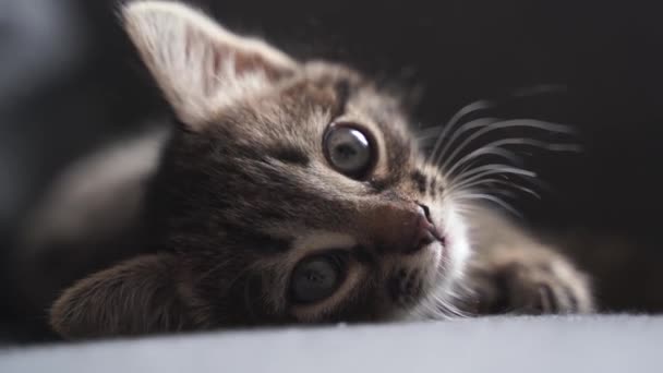 一只大眼睛躺在床边的家养小胖乎乎的小猫。好奇的猫的生活方式拍摄。可爱的舒适的猫朋友。大眼睛动物肖像 — 图库视频影像