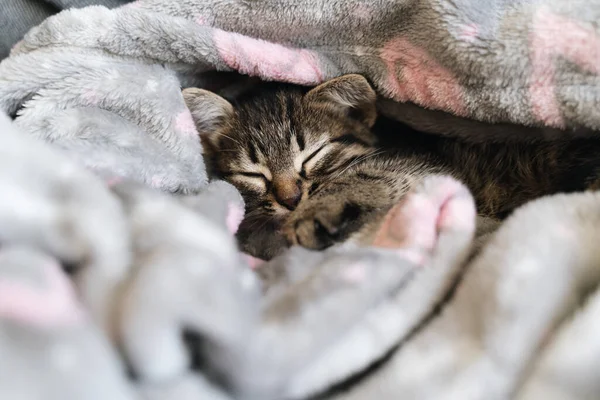 Catnap habits. Cute kitten sleeping in grey soft blanket. Cute feline friend. Cats rest napping on bed. Comfortable pets sleep at cozy home. Domestic life of pets concept — Stock Photo, Image