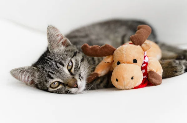 Tabby grey kitten plays with deer Christmas plush toy. Pet cat Christmas season. Winter holidays at home. Funny animal New Year — Stock Photo, Image