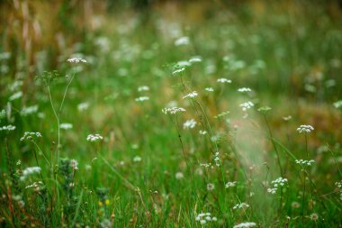 Güneşli bir yaz gününde ince saplı narin beyaz çiçeklerin olduğu bir yaz tarlası.
