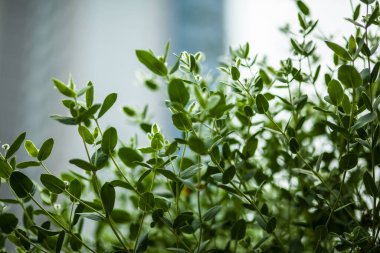 Parkın arka planında yeşil ve beyaz renkli bitkiler var.