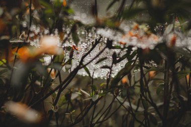 Asya 'daki dağlarda yağmur üstüne su damlaları olan örümcek ağları.