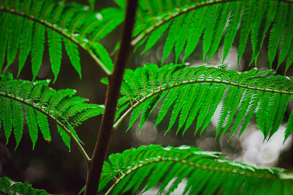 geometric texture of the leaves of a forest adult fern on a sunny day in asia