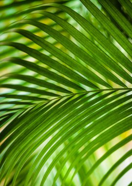 Ormandaki güzel palmiye yaprağı