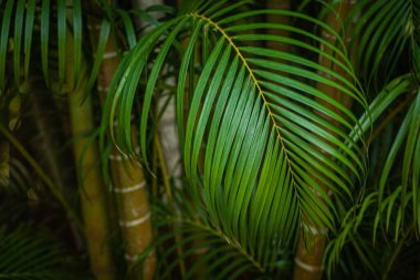 Ormandaki güzel palmiye yaprağı