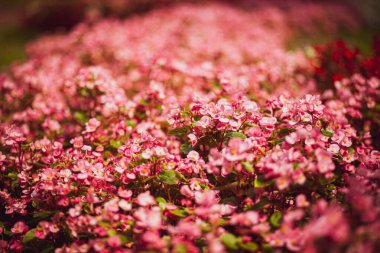 mercan, somon ve pembe çiçeklerin yatay arkaplan görüntüsü