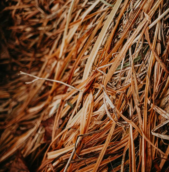 乾燥した秋草の正方形のテクスチャパターンは フレームの半分がぼやけている 半分は明確で テキストのための場所があります — ストック写真