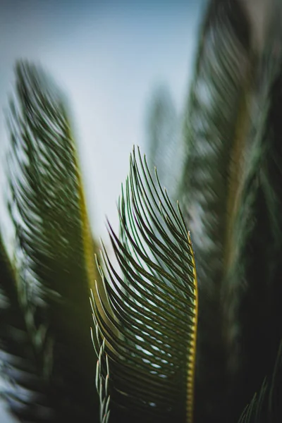 Lange Takken Van Sago Palm Een Lang Groeiende Boom — Stockfoto