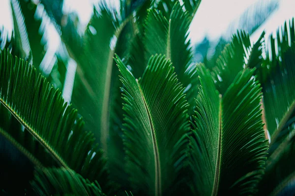 濃い緑の色のサゴヤシの枝の厚さ — ストック写真