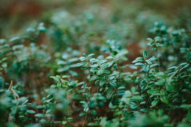 Ormanın yüzeyinin yatay manzarası, gizemli yaban mersini çalıları.