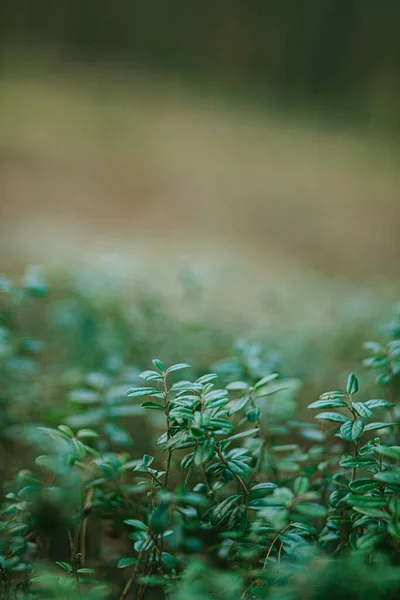 神秘的な森のリンゴンベリーの植物の濃い濃い緑の花びら — ストック写真