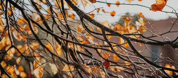 Warme Zonneschijn Bomen Een Warme Herfstdag Gele Lindebladeren Aan Boom — Stockfoto