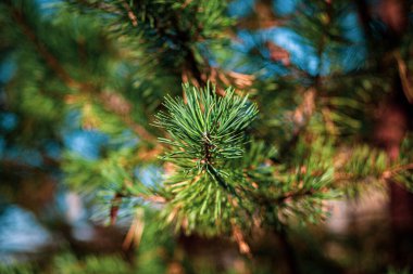 Bulanık arka planda bir çam dalının yakın plan görüntüsü