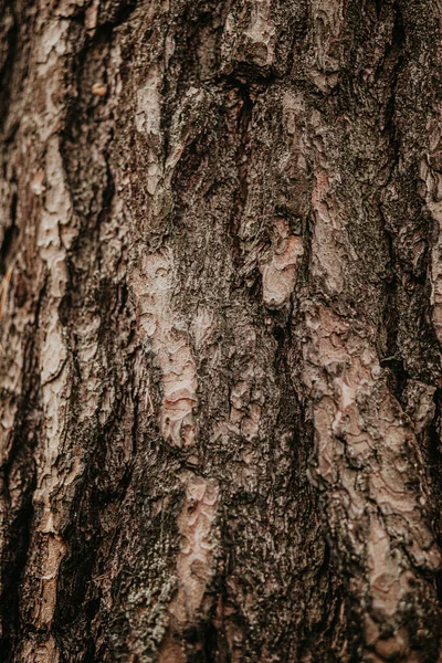 Detailní Struktura Povrchu Kmene Tlustého Stromu Dřeva Borové Kůry — Stock fotografie