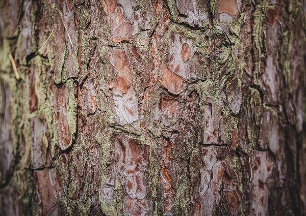 closeup texture of the surface of the trunk of a thick tree, wood,pine bark
