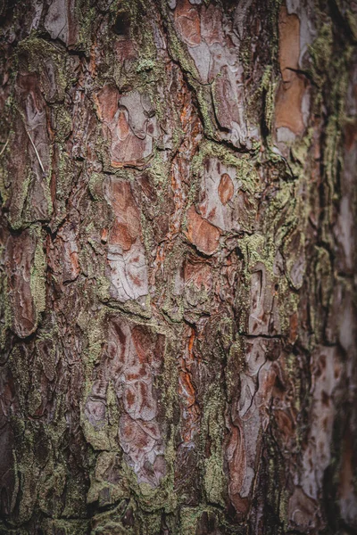 Textura Close Superfície Tronco Uma Árvore Espessa Madeira Casca Pinho — Fotografia de Stock