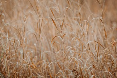 Yoğun çimenli bir arazide, parlak, yumuşak güneşli yaz atmosferi