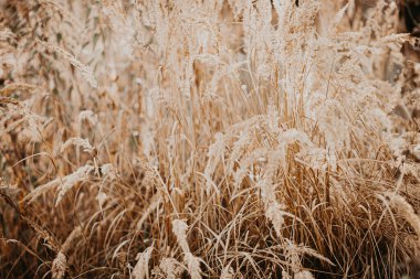 Yoğun çimenli bir arazide, parlak, yumuşak güneşli yaz atmosferi