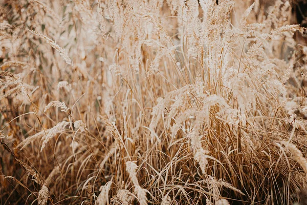 Yoğun çimenli bir arazide, parlak, yumuşak güneşli yaz atmosferi