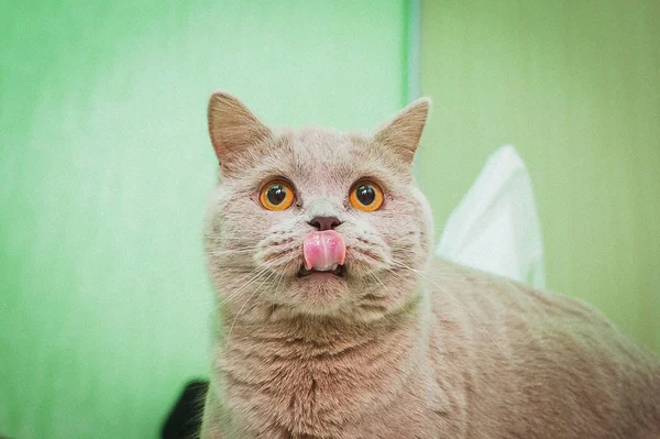 kedi yaladı, kedi gözleri şaşırttı