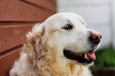 Saf kan beyaz bir Golden Retriever 'ın portresi.