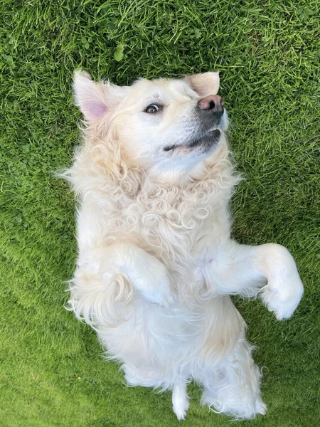 Ein Reinrassiger Weiß Goldener Retriever Liegt Auf Dem Grasbauch — Stockfoto