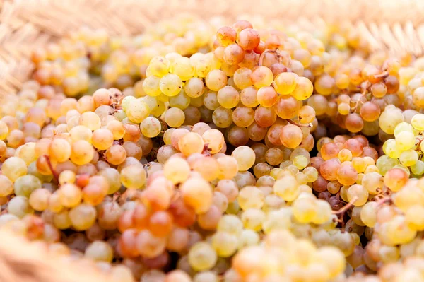 Basket of grapes — Stock Photo, Image