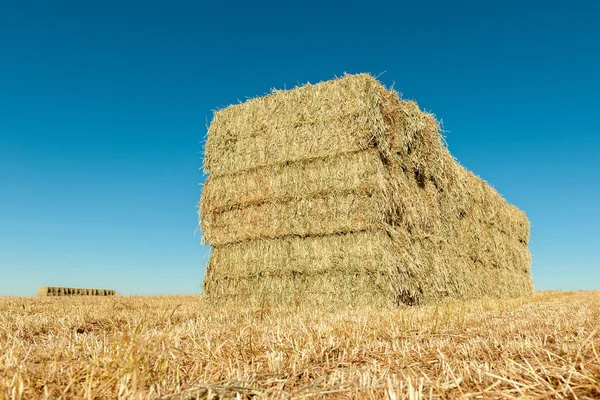 Balas de trigo — Foto de Stock