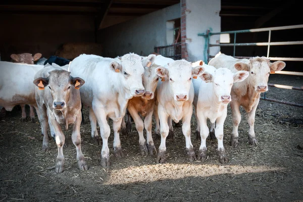 Animal husbandry — Stock Photo, Image