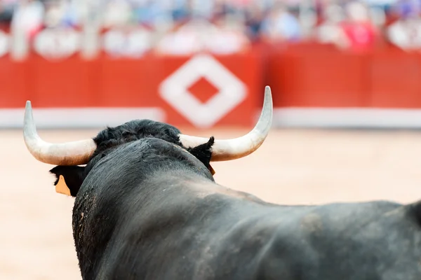 Bulls — Stock Photo, Image